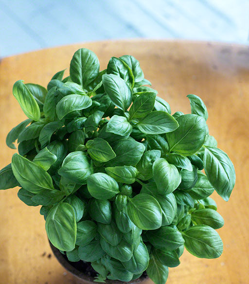 shot of fresh basil in a pot, editorial