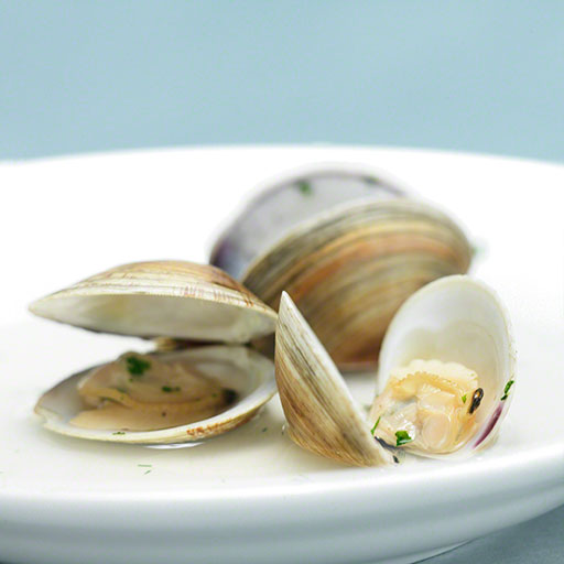 little neck clams on white plate, food photo, editorial