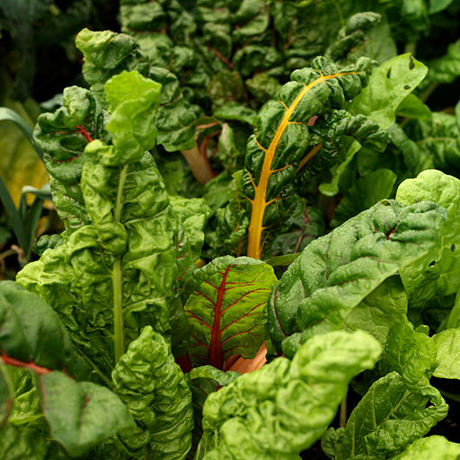 tight natural light shot of chards in an organic garden, textures, food photo, editorial