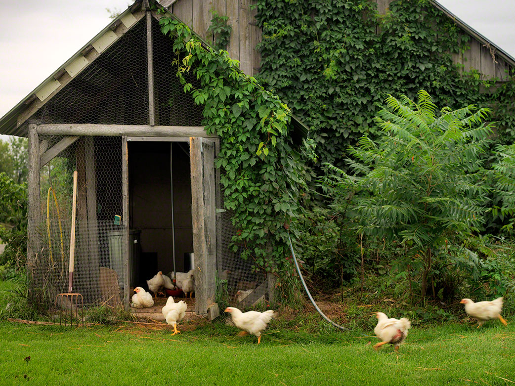 outdoor shot of country chicken coop